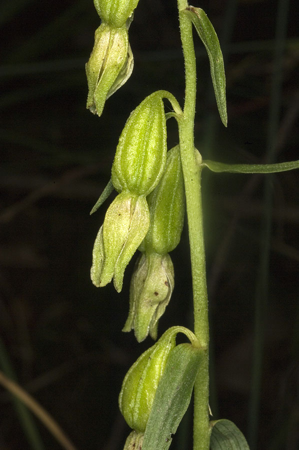 Chiave per orchidee sfiorite